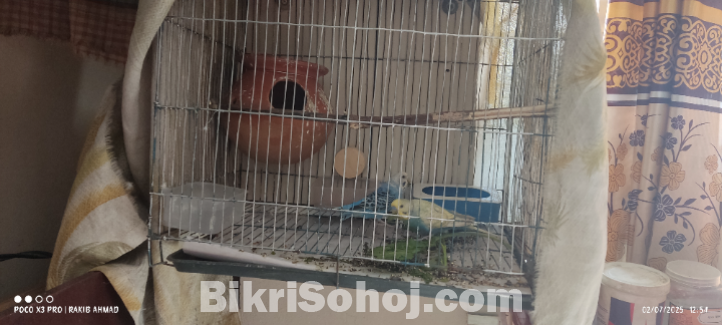 বাজিগর পাখি